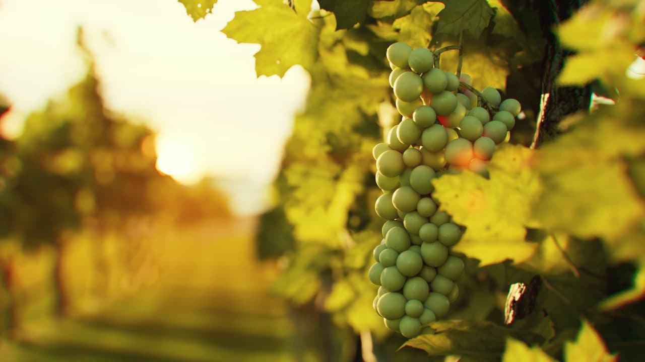 Publicité - Vin Sang Mêlé